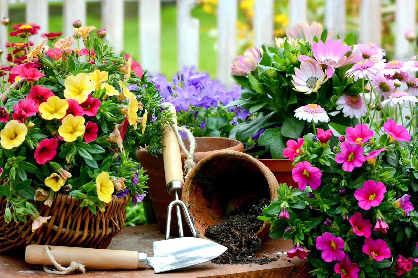 Tip: Gardening for the Beginner OR experienced!