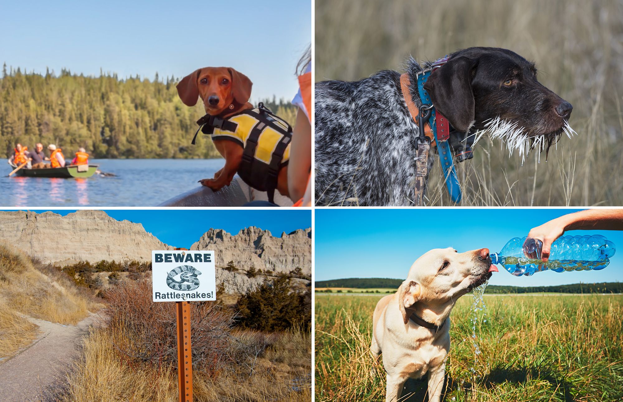 7 Ways to Keep Your Furry Friends Safe in Wyoming's Great Outdoors
