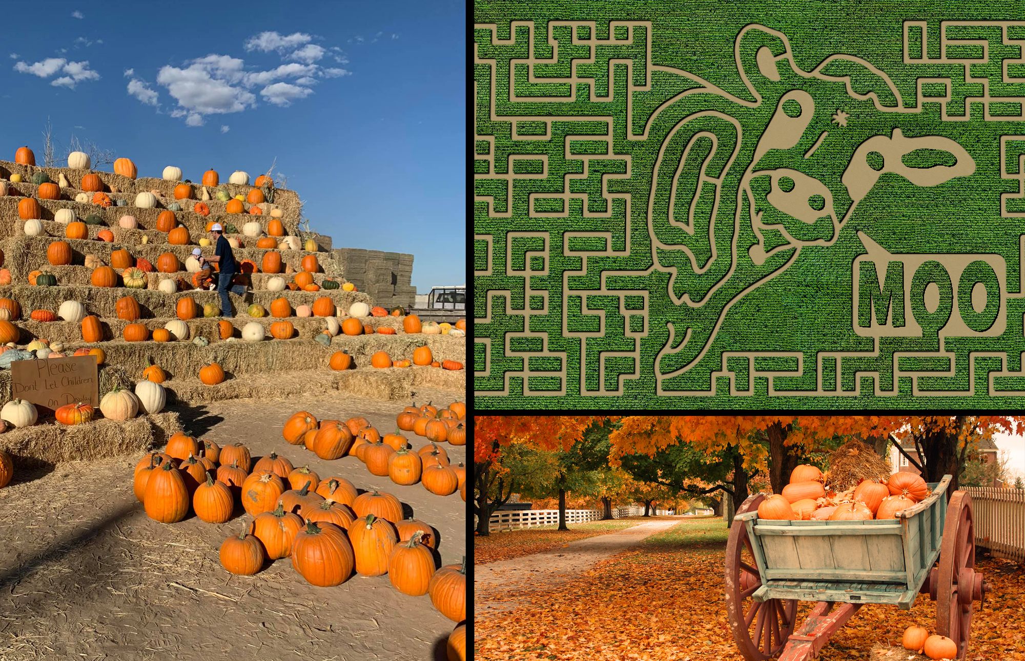 It's Pumpkin Picking Time!