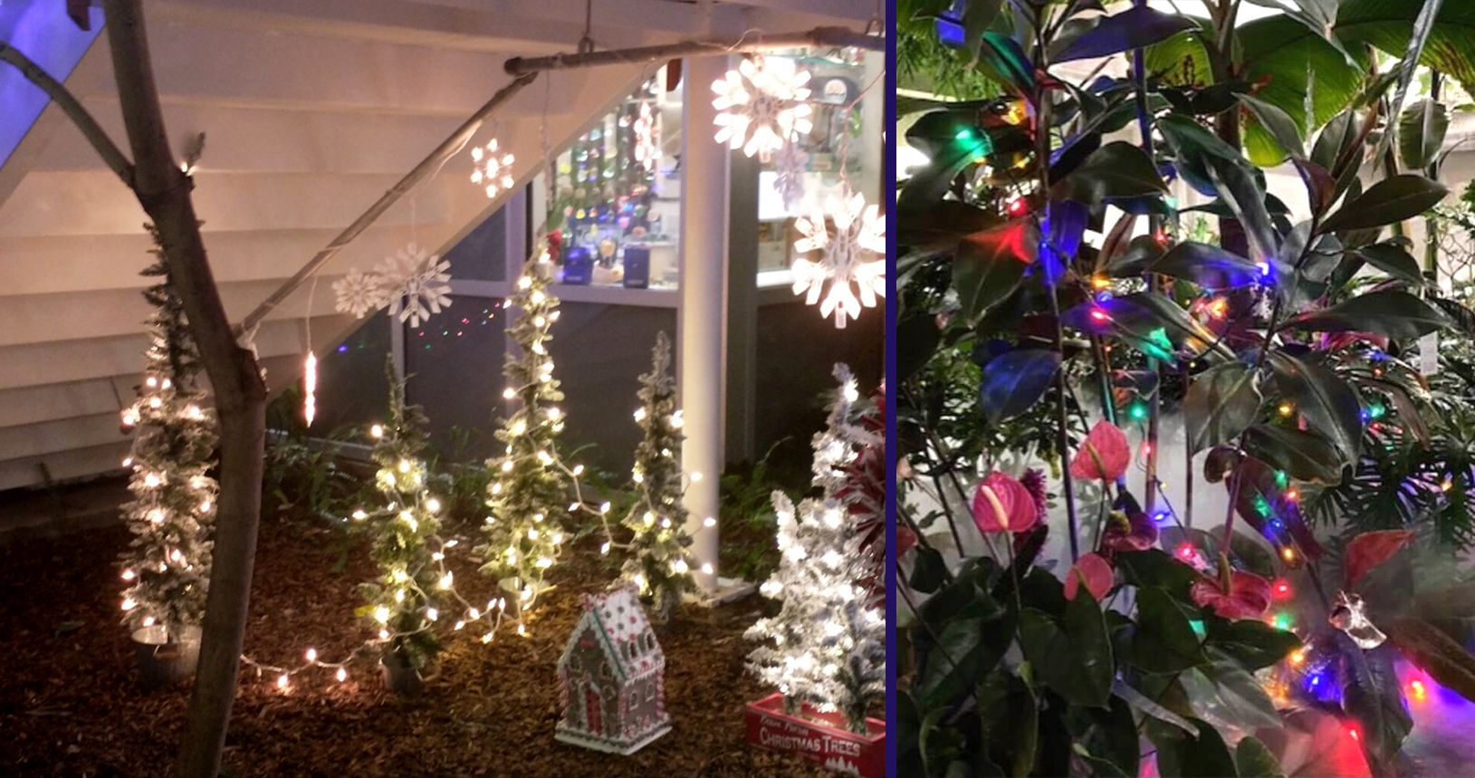 Don't Miss Cheyenne Botanic Gardens' Late Night Lights