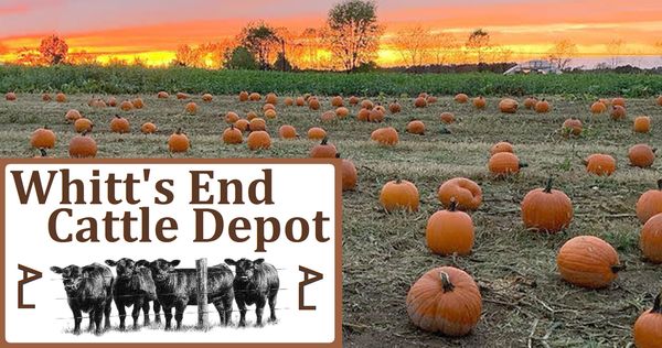 Whitt's End Pumpkin Patch/ Fall Festival Starts This Weekend, Just Off Happy Jack.